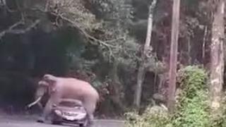 Слон яхна кола и стана страшно ВИДЕО