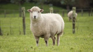 Компанията Volkswagen обясни защо е взела на работа овце СНИМКИ