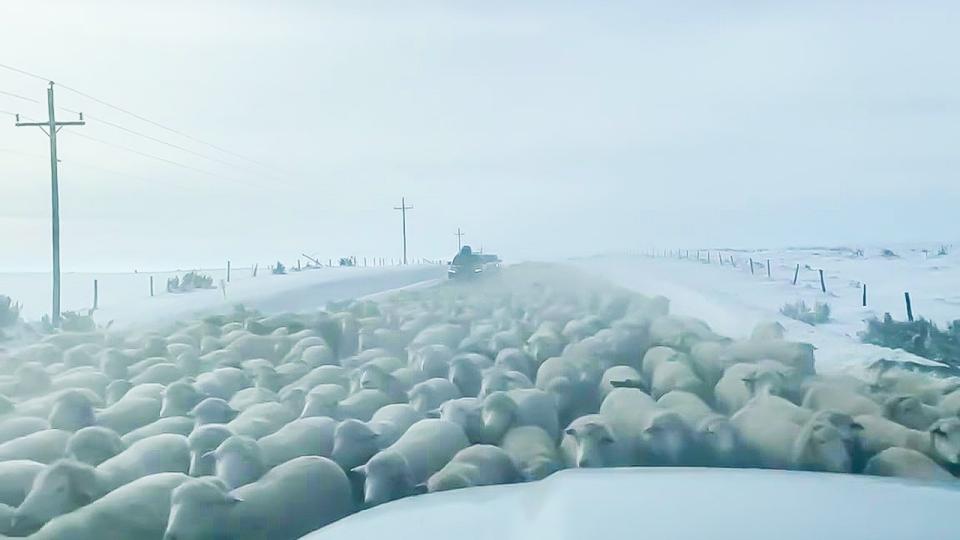 Какво чувства шофьор, когато колата му е налазена от 6 000 овце ВИДЕО