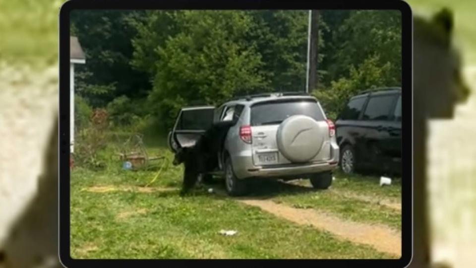 Вижте какво се случи със салона на джип Toyota след като мечок влезе в него ВИДЕО