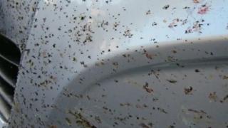 7 съвета как да премахнете мушиците от каросерията на колата