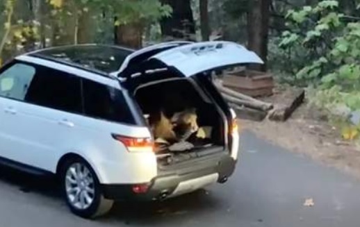 Мечка проникна в Range Rover, вижте какви пакости направи ВИДЕО