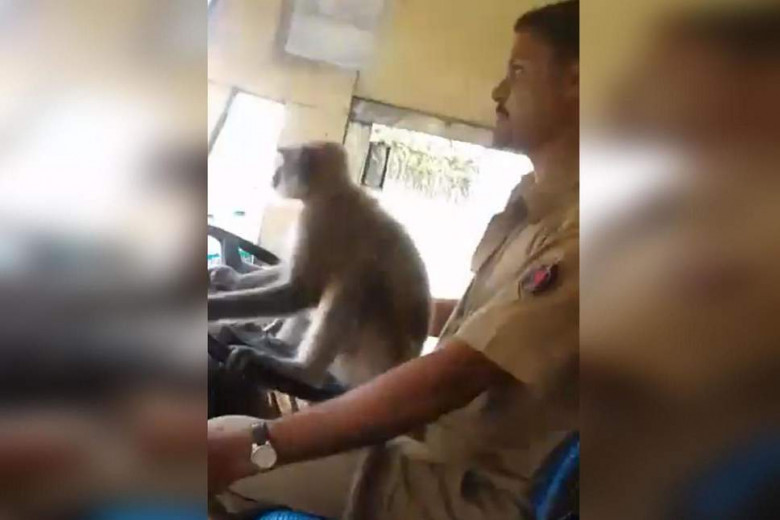 Индиец даде на маймуна да му шофира автобуса, ето какво се случи (ВИДЕО)