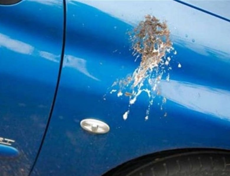 Три народни способа за почистване на птичи "бомби" по колата