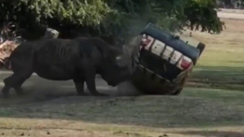 Страховито ВИДЕО! Носорог нападна брутално колата на служителка в сафари парк