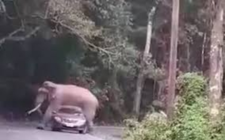Слон яхна кола и стана страшно ВИДЕО