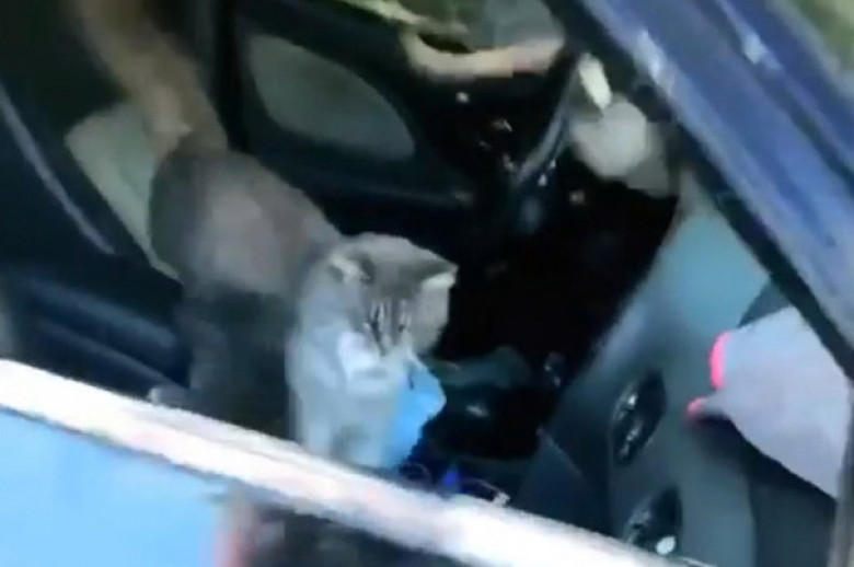 Котки си организираха мега парти в кола, но собственичката дойде.... ВИДЕО
