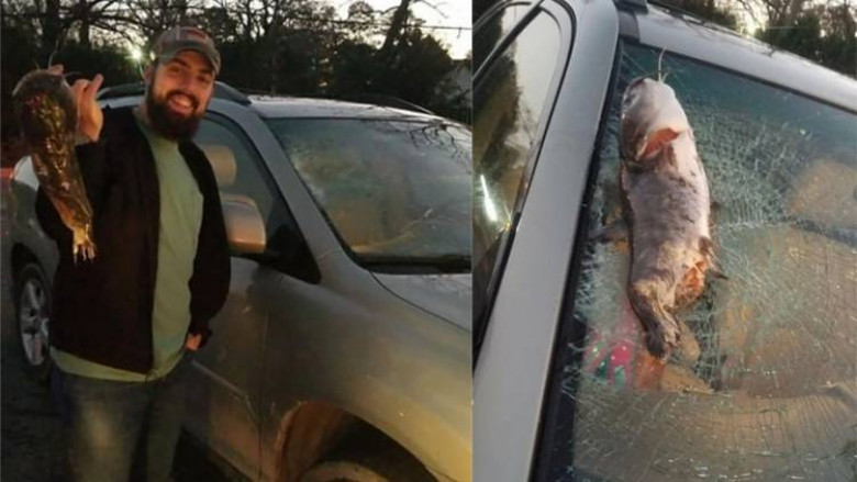 Не е за вярване: Жена шофира, а ястреб я замери със сом и смачка колата ѝ СНИМКИ