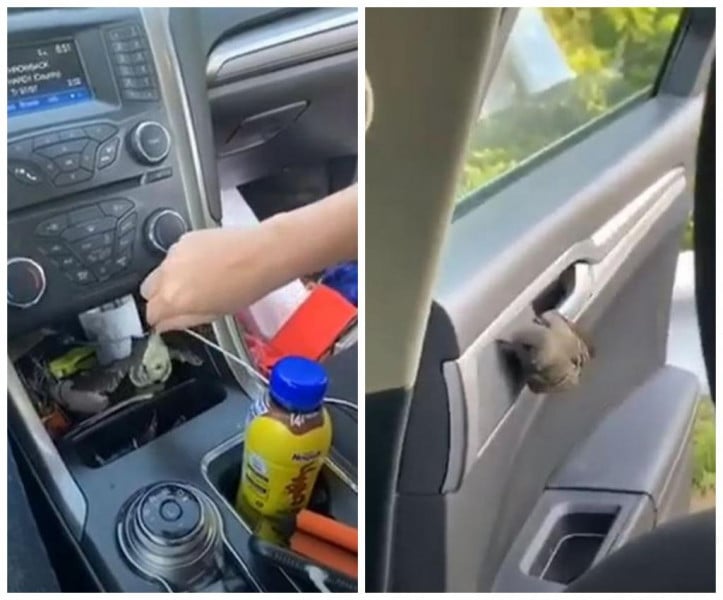 Жена изпадна в чутован истерия при неравна борба с птица в колата си ВИДЕО