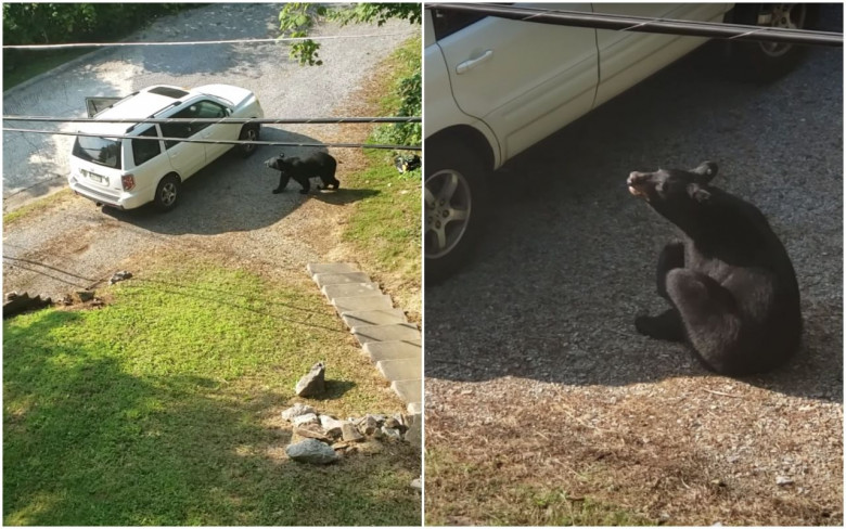 Забавно ВИДЕО: Дива мечка претърси автомобил