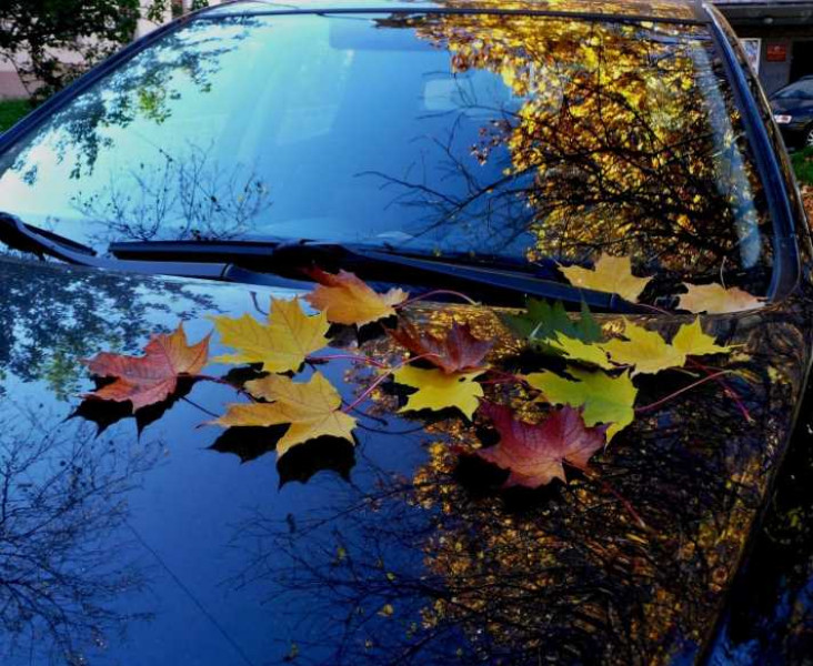 Важни причини да не оставяте автомобила си под падащите листа на дърветата