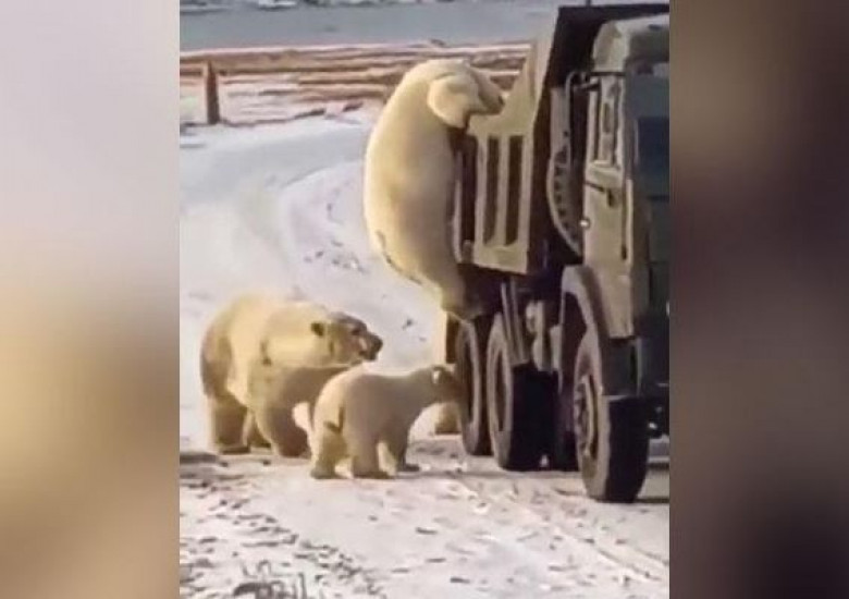 Съботна подборка от зрелищни ВИДЕА: Бели мечки инспектират камиони на пътя