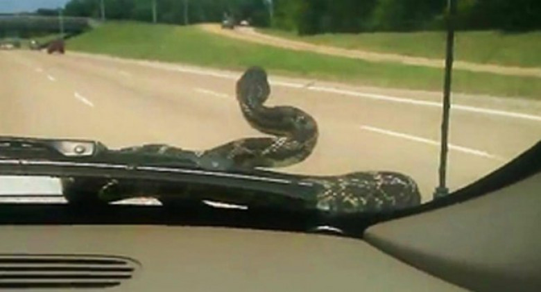 Змия "танцува" на предното стъкло, ето какво направи шофьора ВИДЕО