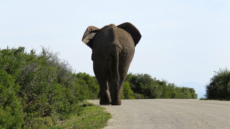 Уникално ВИДЕО: Вижте как слон нападна камион, който грубо го засече на пътя