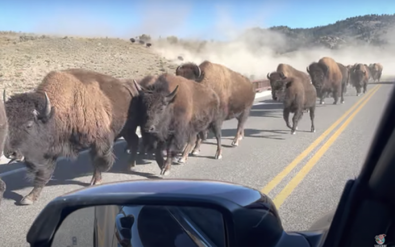 АВТОВИДЕО за хора със здрави нерви: Автомобил срещу стадо бизони