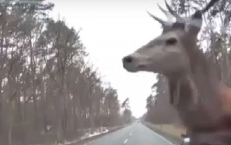 Зрелищно ВИДЕО: Трудно е да си елен, когато пътят минава през гората