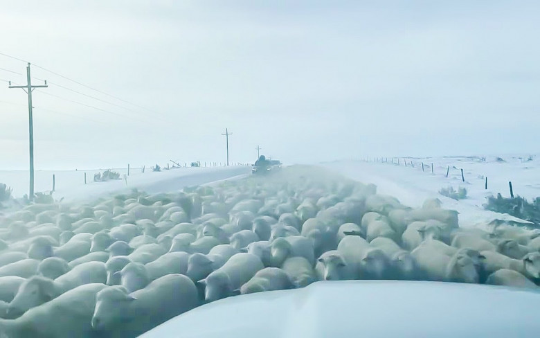 Какво чувства шофьор, когато колата му е налазена от 6 000 овце ВИДЕО