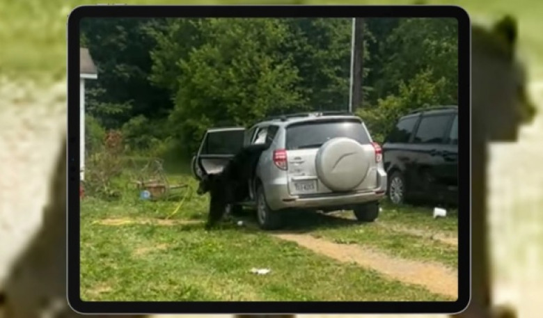 Вижте какво се случи със салона на джип Toyota след като мечок влезе в него ВИДЕО