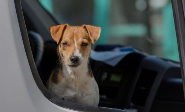 Правила и съвети за безопасно пътуване с животни в автомобила