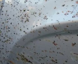 7 съвета как да премахнете мушиците от каросерията на колата